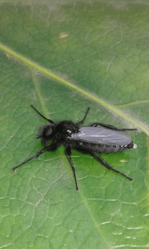 Larve di dittero?  S, pupe di Bibo sp. (Bibionidae).
